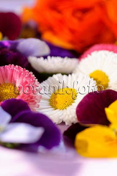 484218 - Pâquerettes vivaces (Bellis perennis) et pensées à corne (Viola cornuta), fleurs coupées sur une assiette