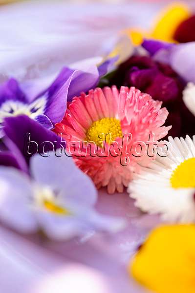 484219 - Pâquerettes vivaces (Bellis perennis) et pensées à corne (Viola cornuta), fleurs coupées sur une assiette