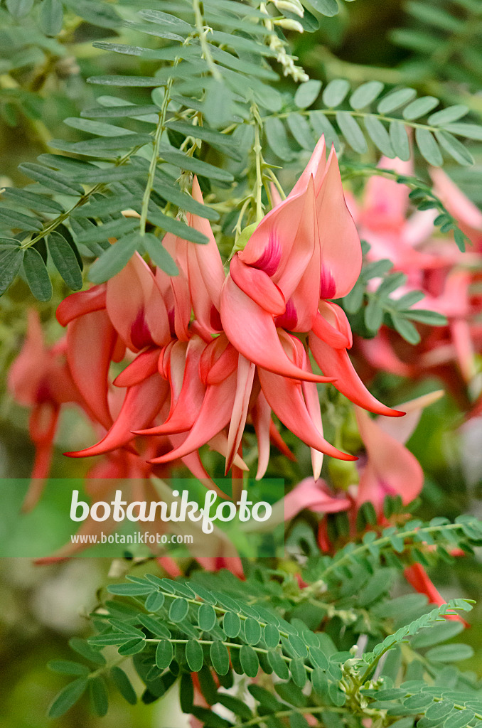 553094 - Parrot's bill (Clianthus puniceus)