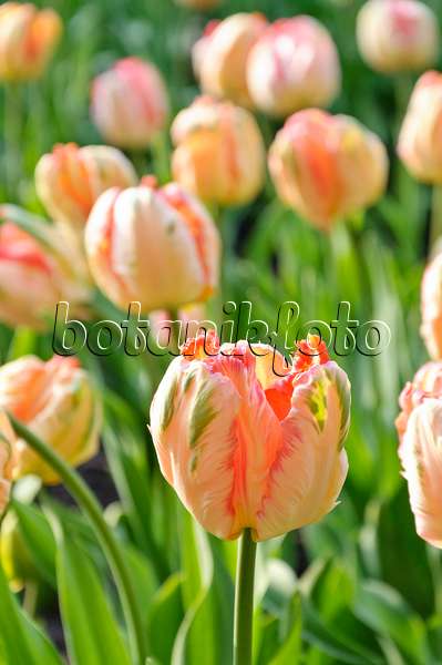 471208 - Parrot tulip (Tulipa Apricot Parrot)