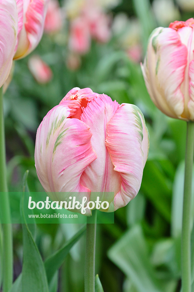 471224 - Parrot tulip (Tulipa Apricot Parrot)