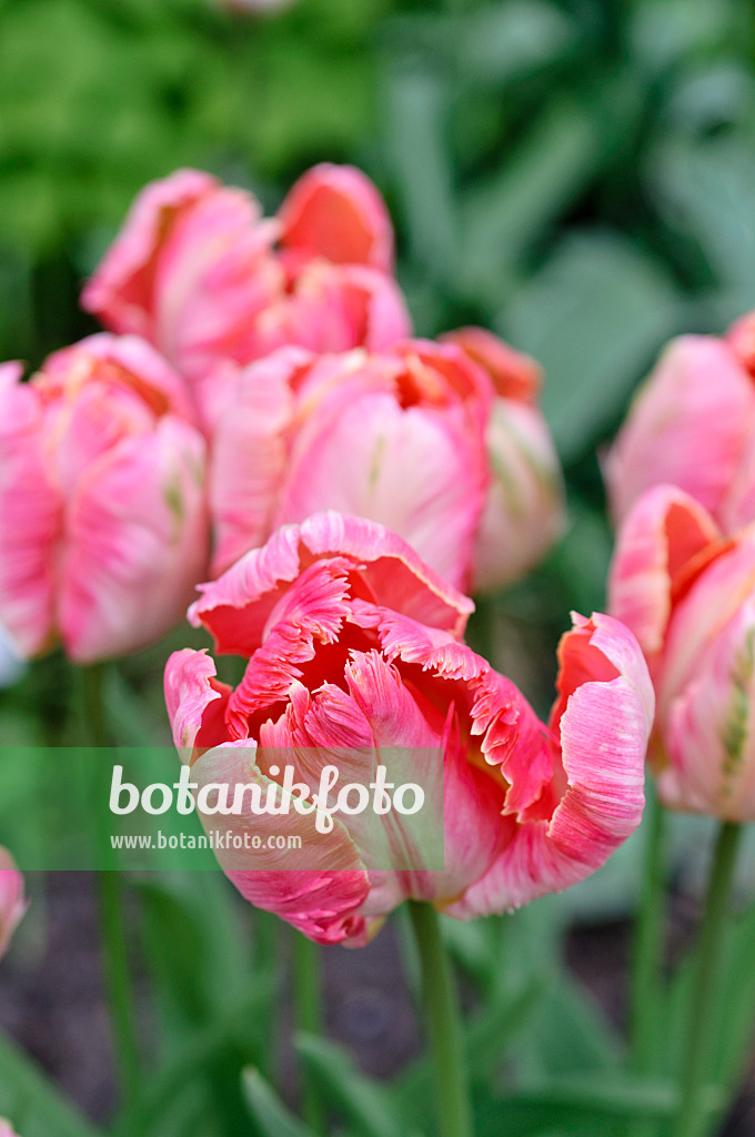 484019 - Parrot tulip (Tulipa Apricot Parrot)