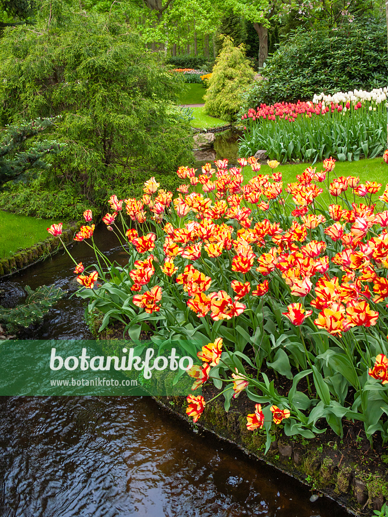 401060 - Parrot tulip (Tulipa Flaming Parrot)