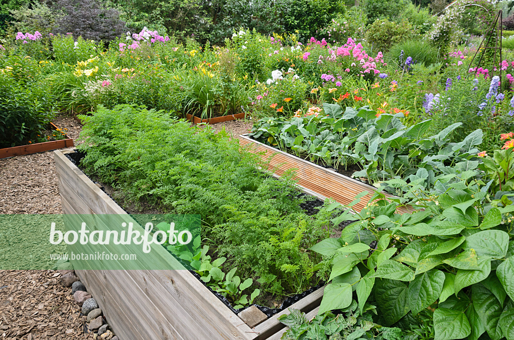 546048 - Parsley (Petroselinum crispum), green beans (Phaseolus vulgaris var. nanus) and kohlrabi (Brassica oleracea var. gongyloides) in raised beds