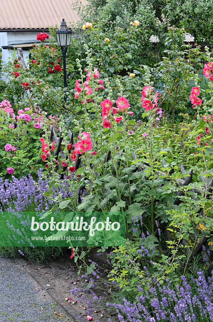 534227 - Passerose (Alcea rosea), lavande vrai (Lavandula angustifolia) et rosiers (Rosa)