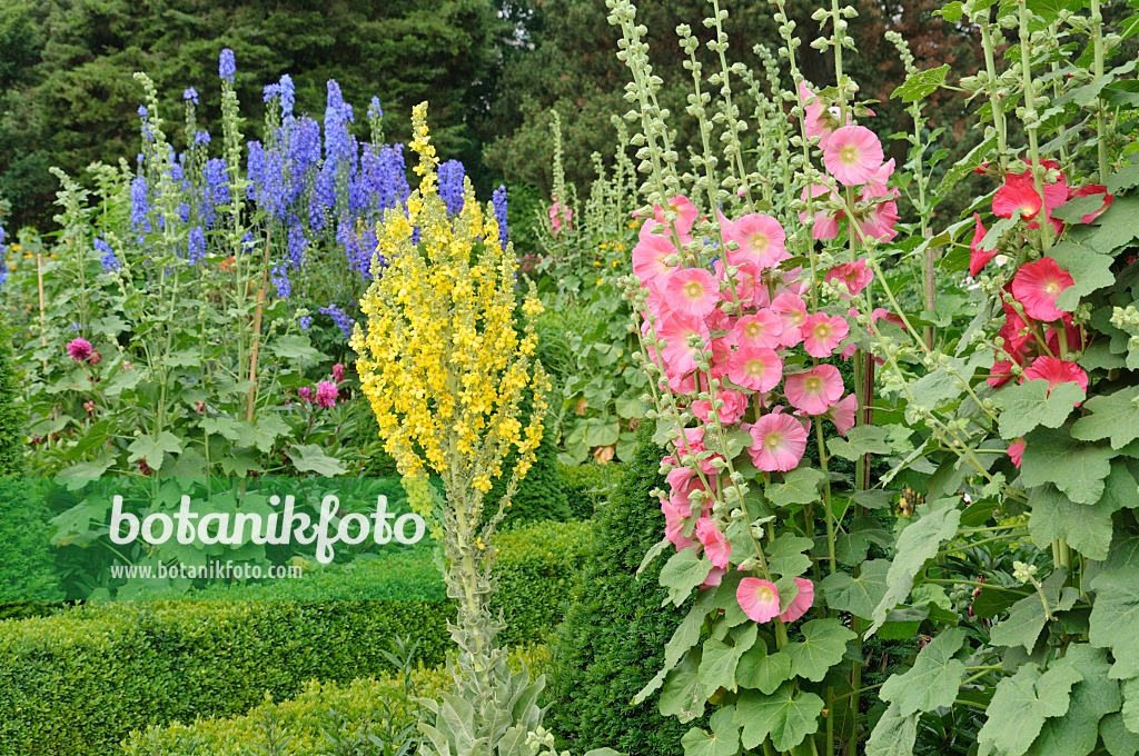 486076 - Passeroses (Alcea rosea), molènes (Verbascum) et dauphinelles (Delphinium)