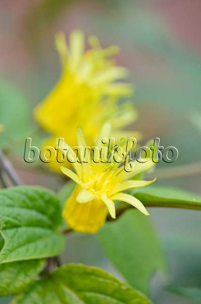 548096 - Passiflore jaune (Passiflora citrina)