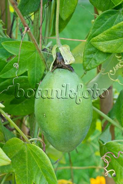 559146 - Passiflore (Passiflora amethystina)