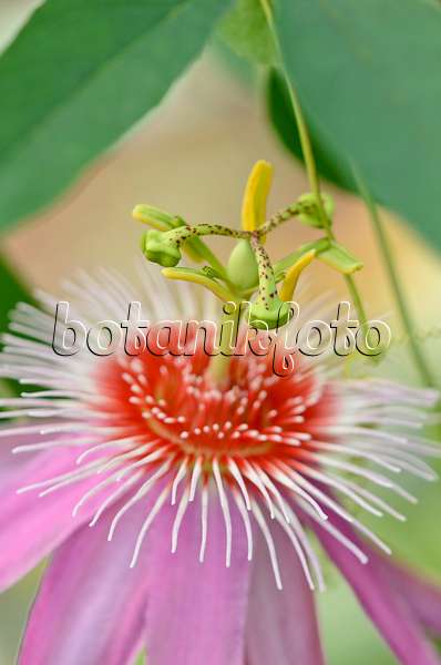 534394 - Passiflore (Passiflora Anastasia)