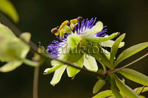 548097 - Passiflore (Passiflora Andy)