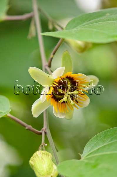 534492 - Passiflore (Passiflora holosericea)