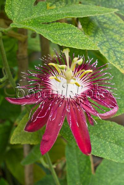 558315 - Passiflore (Passiflora Lady Margret)
