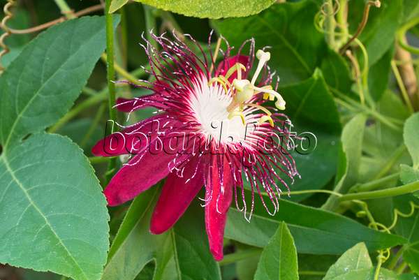 561071 - Passiflore (Passiflora Lady Margret)