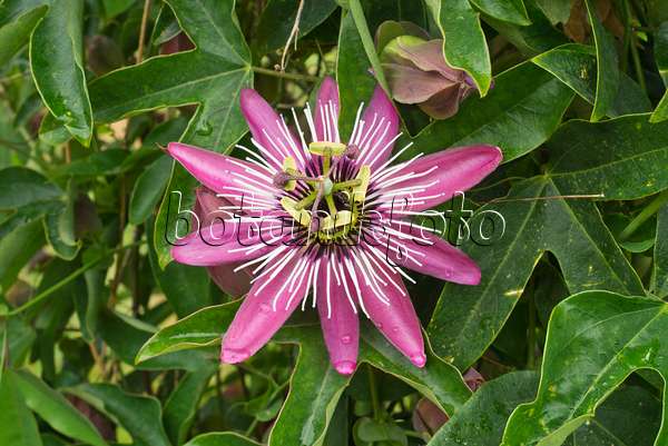 610024 - Passiflore (Passiflora x violacea)