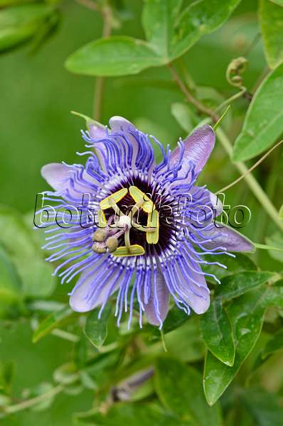 547318 - Passion flower (Passiflora Amethyst)