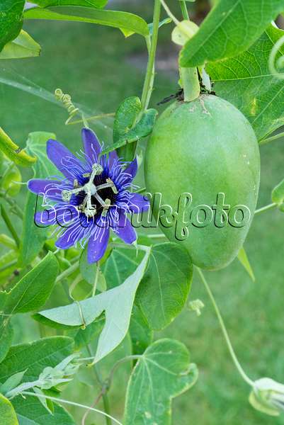 561068 - Passion flower (Passiflora amethystina)