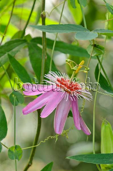 534393 - Passion flower (Passiflora Anastasia)