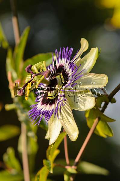 548098 - Passion flower (Passiflora Andy)