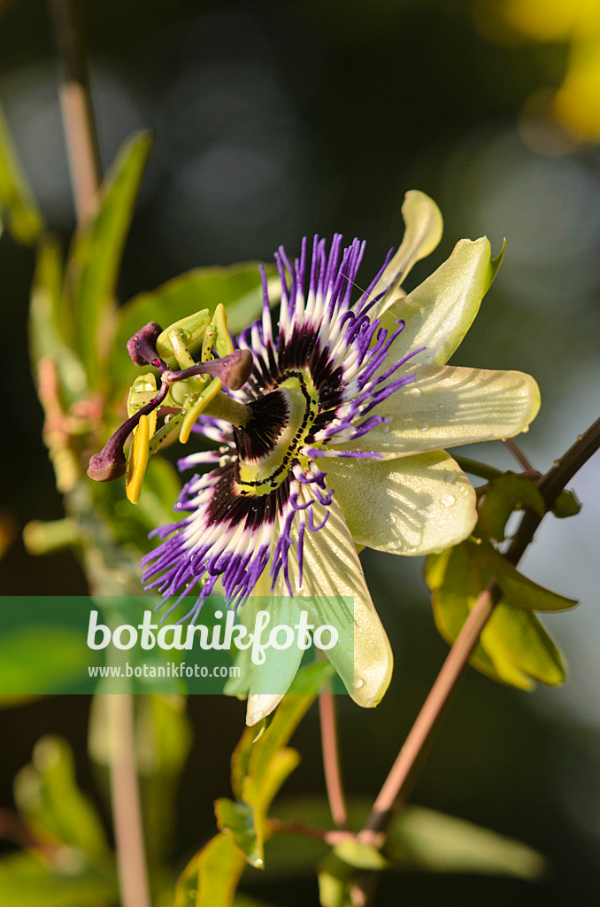 548098 - Passion flower (Passiflora Andy)