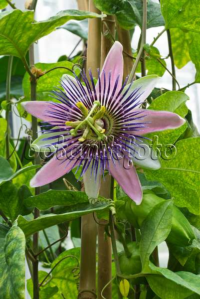 548117 - Passion flower (Passiflora x belotii)