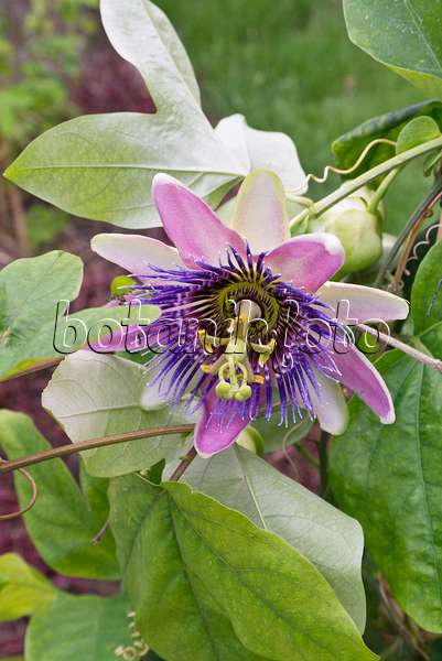 572107 - Passion flower (Passiflora x belotii)