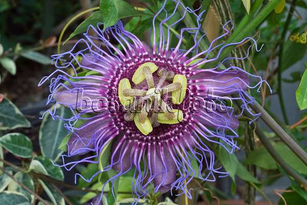 548109 - Passion flower (Passiflora cincinnata)