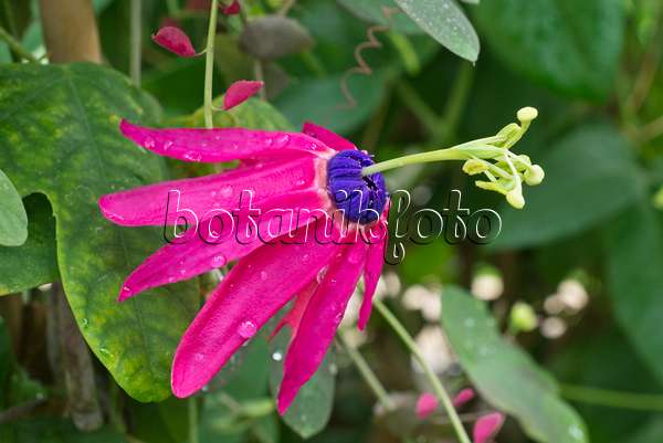 559134 - Passion flower (Passiflora edmundoi)