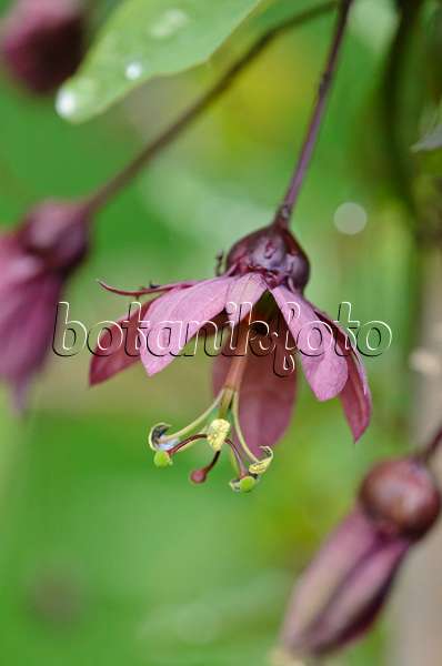 548019 - Passion flower (Passiflora Flying V)