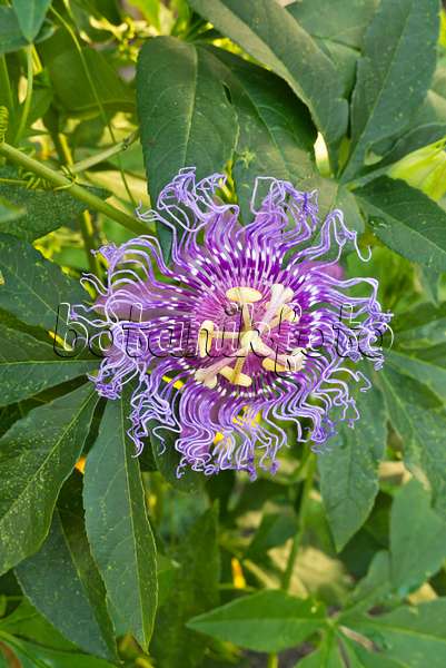 610023 - Passion flower (Passiflora Incense)