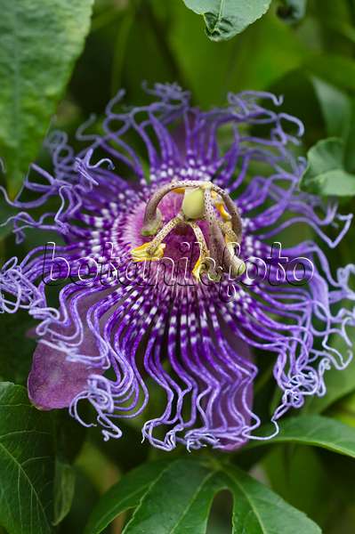 511270 - Passion flower (Passiflora Inspiration)