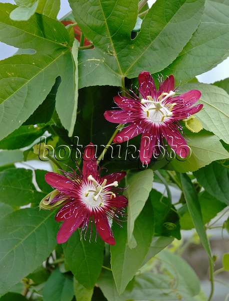 471435 - Passion flower (Passiflora Lady Margret)