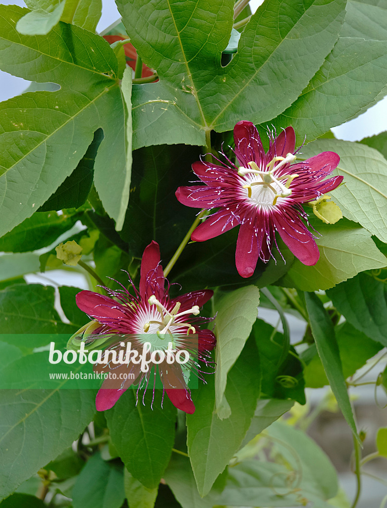 471435 - Passion flower (Passiflora Lady Margret)