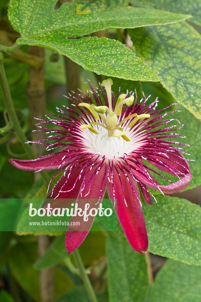 558315 - Passion flower (Passiflora Lady Margret)