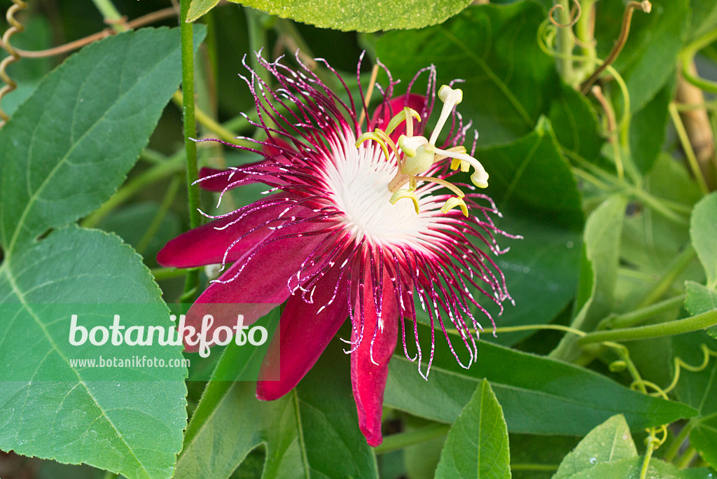 561071 - Passion flower (Passiflora Lady Margret)