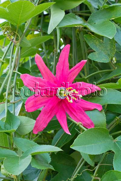 561069 - Passion flower (Passiflora manicata)