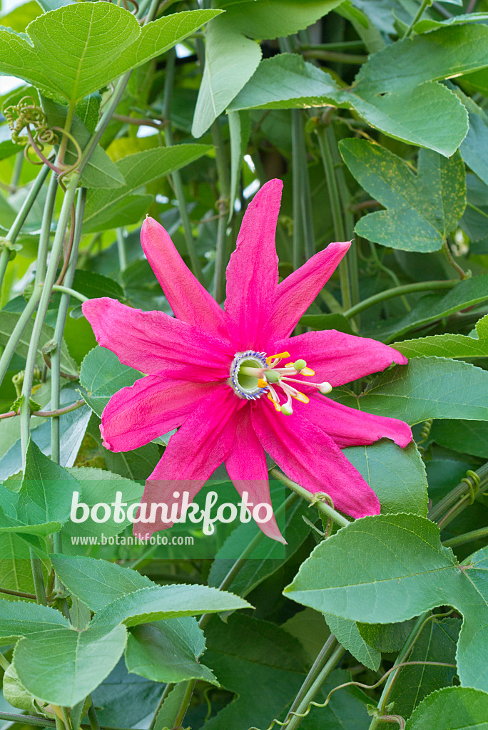 561069 - Passion flower (Passiflora manicata)