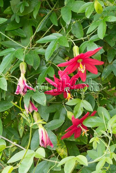 561088 - Passion flower (Passiflora manicata)