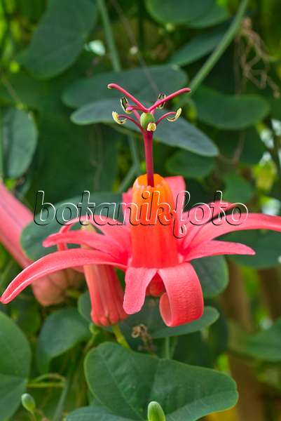 555120 - Passion flower (Passiflora murucuja)