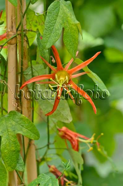 548012 - Passion flower (Passiflora Oriental Sunset)