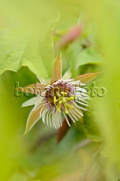 535165 - Passion flower (Passiflora quinquangularis)