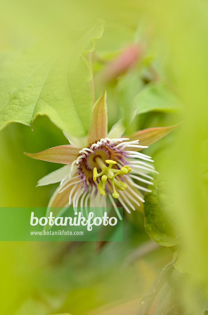 535165 - Passion flower (Passiflora quinquangularis)