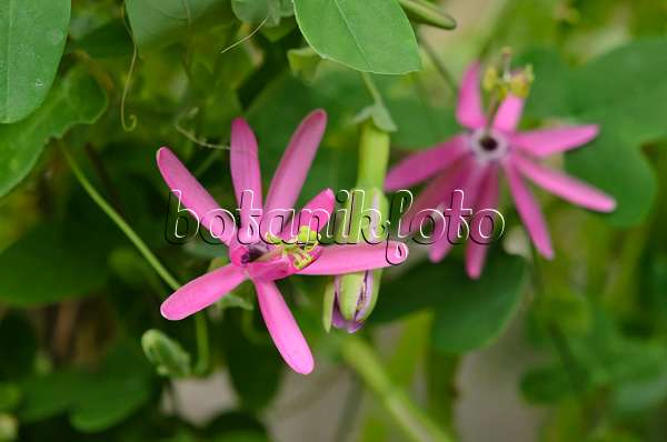 548011 - Passion flower (Passiflora reflexiflora)