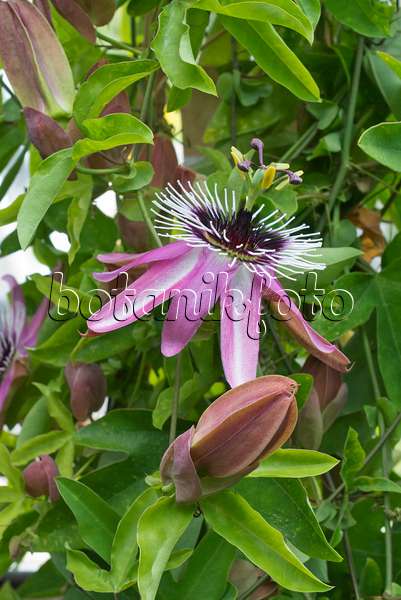 548110 - Passion flower (Passiflora reflexiflora)