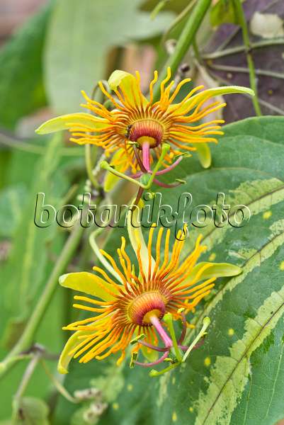 557033 - Passion flower (Passiflora Sunburst)