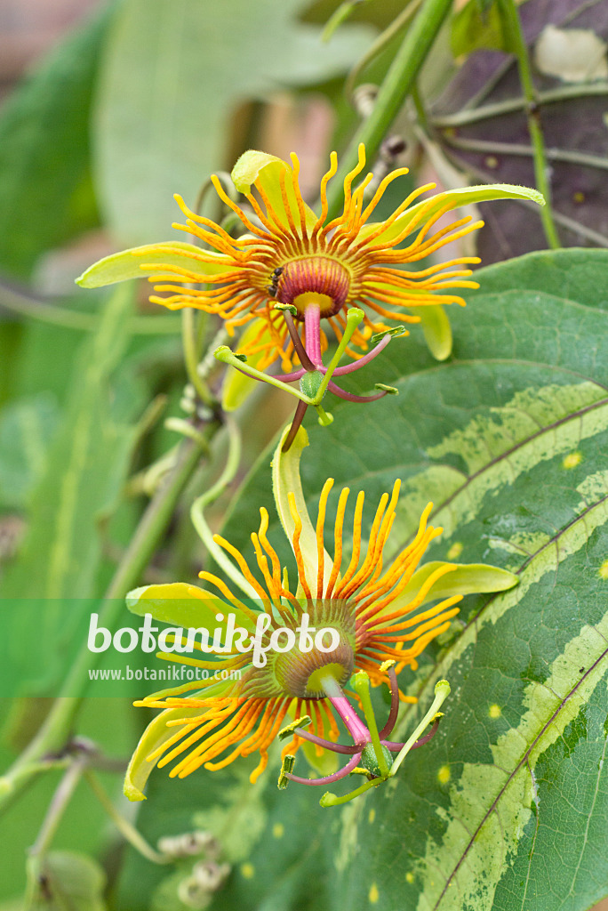 557033 - Passion flower (Passiflora Sunburst)