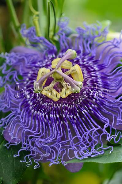548010 - Passion flower (Passiflora Temptation)