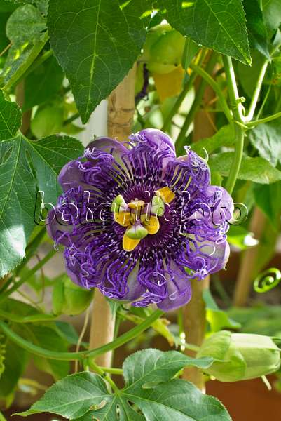 548132 - Passion flower (Passiflora Temptation)