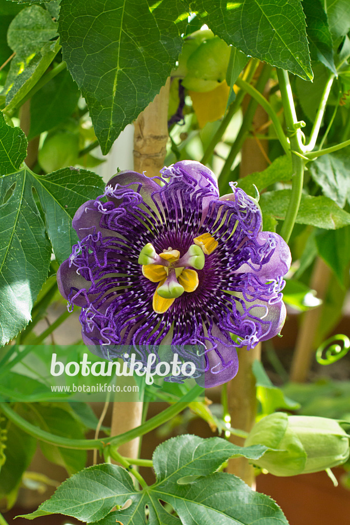 548132 - Passion flower (Passiflora Temptation)