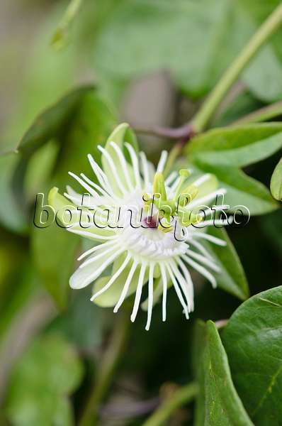 535164 - Passion flower (Passiflora tricuspis)