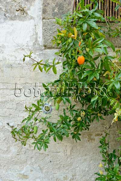 559111 - Passionfruit (Passiflora edulis)